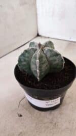 ASTROPHYTUM  Nº 1143 – vaso 11 - Imagem 8