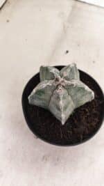 ASTROPHYTUM  Nº 1143 – vaso 11 - Imagem 7