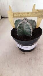 ASTROPHYTUM  Nº 1143 – vaso 11 - Imagem 4