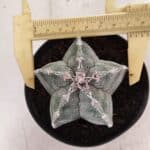 ASTROPHYTUM  Nº 1143 – vaso 11