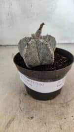 ASTROPHYTUM MYRIOSTIGMA  Nº 1167 – vaso 11 - Imagem 2