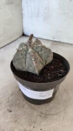 ASTROPHYTUM MYRIOSTIGMA  Nº 1167 – vaso 11 - Imagem 8