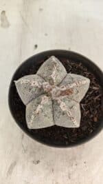 ASTROPHYTUM MYRIOSTIGMA  Nº 1167 – vaso 11 - Imagem 3