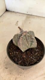 ASTROPHYTUM MYRIOSTIGMA  Nº 1167 – vaso 11 - Imagem 7