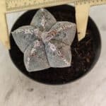 ASTROPHYTUM MYRIOSTIGMA  Nº 1167 – vaso 11