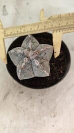 ASTROPHYTUM MYRIOSTIGMA  Nº 1167 – vaso 11