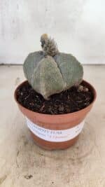 ASTROPHYTUM MYRIOSTIGMA "4 Quinas"  Nº 1166 – vaso 11 - Imagem 2
