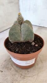 ASTROPHYTUM MYRIOSTIGMA "4 Quinas"  Nº 1166 – vaso 11 - Imagem 7