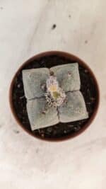 ASTROPHYTUM MYRIOSTIGMA "4 Quinas"  Nº 1166 – vaso 11 - Imagem 3
