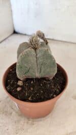 ASTROPHYTUM MYRIOSTIGMA "4 Quinas"  Nº 1166 – vaso 11 - Imagem 8
