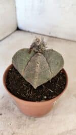 ASTROPHYTUM MYRIOSTIGMA "4 Quinas"  Nº 1166 – vaso 11 - Imagem 6