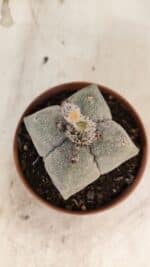 ASTROPHYTUM MYRIOSTIGMA "4 Quinas"  Nº 1166 – vaso 11 - Imagem 9