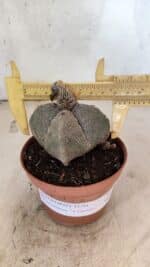 ASTROPHYTUM MYRIOSTIGMA "4 Quinas"  Nº 1166 – vaso 11 - Imagem 4