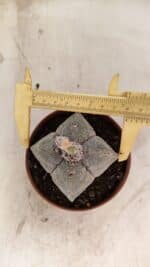 ASTROPHYTUM MYRIOSTIGMA "4 Quinas"  Nº 1166 – vaso 11