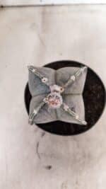 ASTROPHYTUM "4 Quinas"  Nº 1144 – vaso 11 - Imagem 3