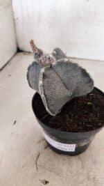 ASTROPHYTUM "4 Quinas"  Nº 1144 – vaso 11 - Imagem 9