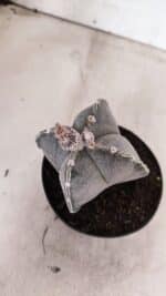 ASTROPHYTUM "4 Quinas"  Nº 1144 – vaso 11 - Imagem 8