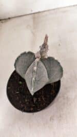 ASTROPHYTUM "4 Quinas"  Nº 1144 – vaso 11 - Imagem 7