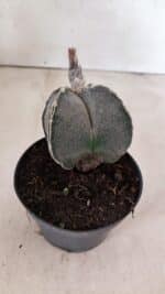 ASTROPHYTUM "4 Quinas"  Nº 1144 – vaso 11 - Imagem 6