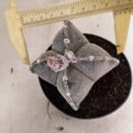 ASTROPHYTUM "4 Quinas"  Nº 1144 – vaso 11