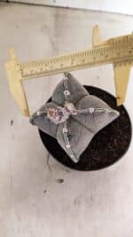 ASTROPHYTUM "4 Quinas"  Nº 1144 – vaso 11