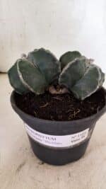 ASTROPHYTUM MYRIOSTIGMA "Bicéfalo" Nº 1103 – vaso 15 - Imagem 2