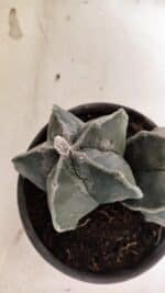 ASTROPHYTUM MYRIOSTIGMA "Bicéfalo" Nº 1103 – vaso 15 - Imagem 9