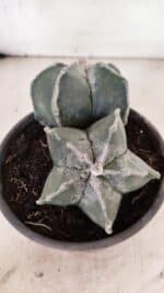 ASTROPHYTUM MYRIOSTIGMA "Bicéfalo" Nº 1103 – vaso 15 - Imagem 6