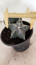 ASTROPHYTUM MYRIOSTIGMA "Bicéfalo" Nº 1103 – vaso 15 - Imagem 5