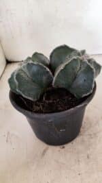 ASTROPHYTUM MYRIOSTIGMA "Bicéfalo" Nº 1103 – vaso 15 - Imagem 7