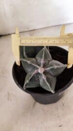 ASTROPHYTUM MYRIOSTIGMA "Bicéfalo" Nº 1103 – vaso 15 - Imagem 3