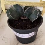 ASTROPHYTUM MYRIOSTIGMA "Bicéfalo" Nº 1103 – vaso 15