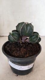 MATRIZ ASTROPHYTUM MYRIOSTIGMA "Colônia" Nº 1140 – vaso 15 - Imagem 2