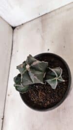 MATRIZ ASTROPHYTUM MYRIOSTIGMA "Colônia" Nº 1140 – vaso 15 - Imagem 10