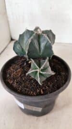 MATRIZ ASTROPHYTUM MYRIOSTIGMA "Colônia" Nº 1140 – vaso 15 - Imagem 9