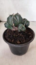 MATRIZ ASTROPHYTUM MYRIOSTIGMA "Colônia" Nº 1140 – vaso 15