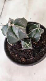 MATRIZ ASTROPHYTUM MYRIOSTIGMA "Colônia" Nº 1140 – vaso 15 - Imagem 7