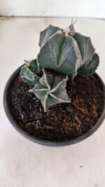 MATRIZ ASTROPHYTUM MYRIOSTIGMA "Colônia" Nº 1140 – vaso 15 - Imagem 6