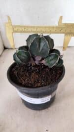 MATRIZ ASTROPHYTUM MYRIOSTIGMA "Colônia" Nº 1140 – vaso 15 - Imagem 4