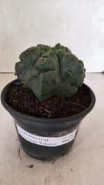 MATRIZ ASTROPHYTUM Myriostigma FUKURYU Nº 1095 – vaso 15 - Imagem 2