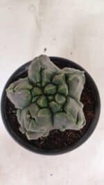 MATRIZ ASTROPHYTUM Myriostigma FUKURYU Nº 1095 – vaso 15 - Imagem 3