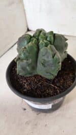 MATRIZ ASTROPHYTUM Myriostigma FUKURYU Nº 1095 – vaso 15 - Imagem 9