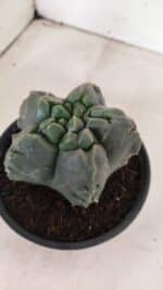 MATRIZ ASTROPHYTUM Myriostigma FUKURYU Nº 1095 – vaso 15 - Imagem 8