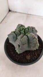 MATRIZ ASTROPHYTUM Myriostigma FUKURYU Nº 1095 – vaso 15 - Imagem 7