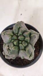 MATRIZ ASTROPHYTUM Myriostigma FUKURYU Nº 1095 – vaso 15 - Imagem 6