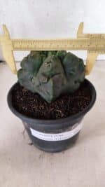 MATRIZ ASTROPHYTUM Myriostigma FUKURYU Nº 1095 – vaso 15 - Imagem 4