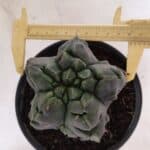 MATRIZ ASTROPHYTUM Myriostigma FUKURYU Nº 1095 – vaso 15