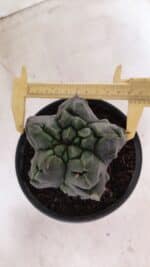 MATRIZ ASTROPHYTUM Myriostigma FUKURYU Nº 1095 – vaso 15