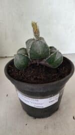 ASTROPHYTUM "Colonia - 4 Quinas"  Nº 1142 – vaso 15 - Imagem 2