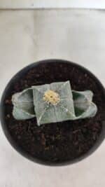 ASTROPHYTUM "Colonia - 4 Quinas"  Nº 1142 – vaso 15 - Imagem 9